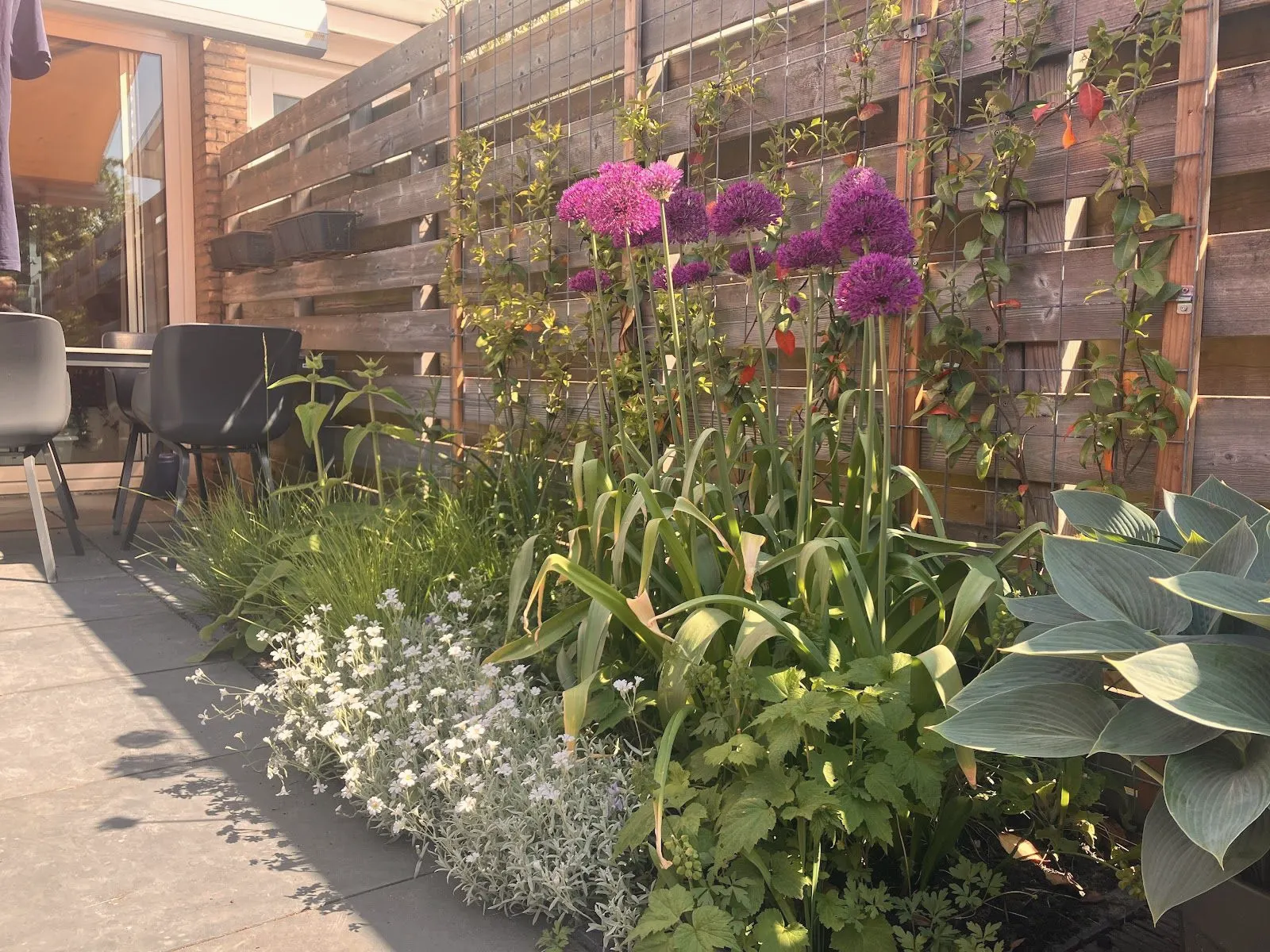 Border van Rob tegen een houten schutting: paarse sierui, witte bloemen, siergras en hosta in de zon
