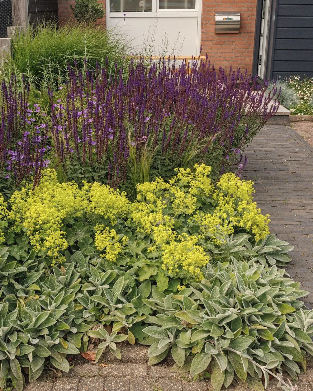 Border met paarse salvia, gele vrouwenmantel en zilvergrijze ezelsoren