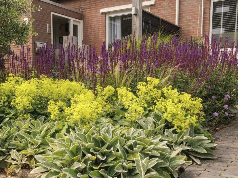 Na: Dezelfde voortuin als volle border met paarse salvia, gele vrouwenmantel en ezelsoor